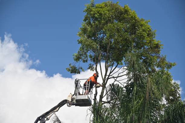 Best Tree Preservation Services  in Grand Coulee, WA