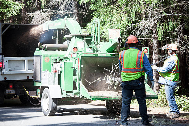 Best Tree Removal  in Grand Coulee, WA