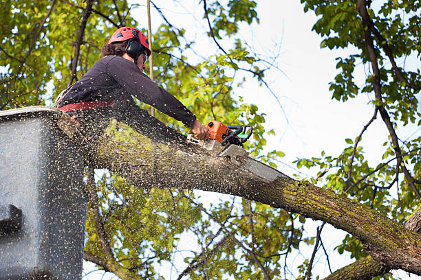 Best Commercial Tree Services  in Grand Coulee, WA
