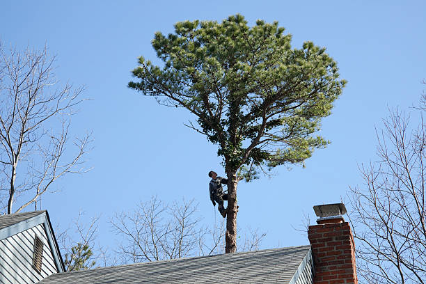 Reliable Grand Coulee, WA Tree Care Solutions